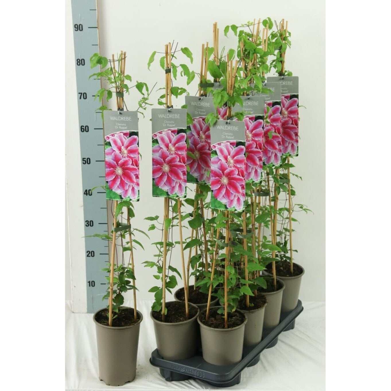 Klematis – Clematis 'Dr Ruppel' - C2 60-80 CM Stick